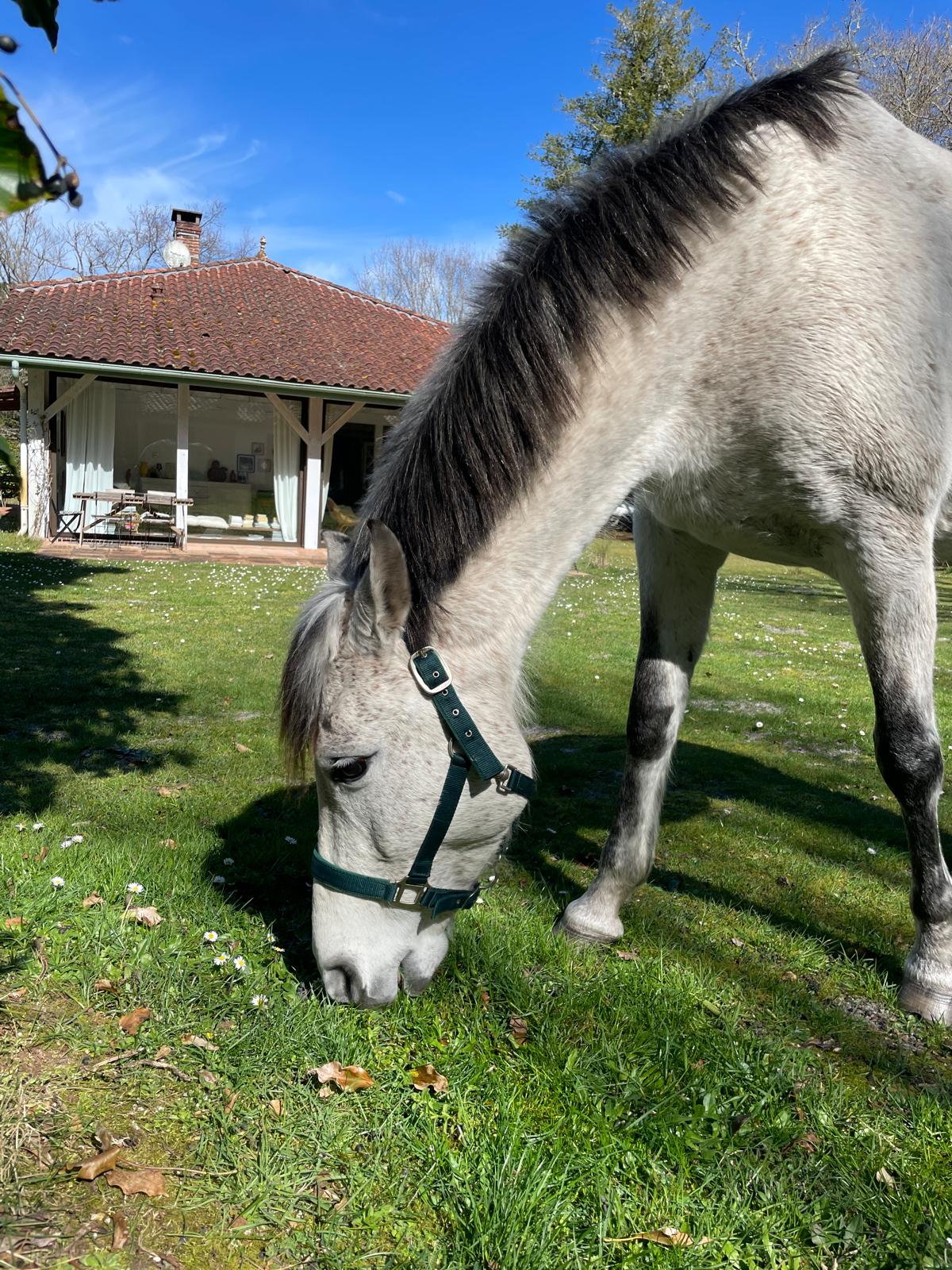 cheval à la maison-petitcaoule-piscine-chevaux-maison-location-landes-maison à louer-accueil chevaux-maison à louer avec piscine