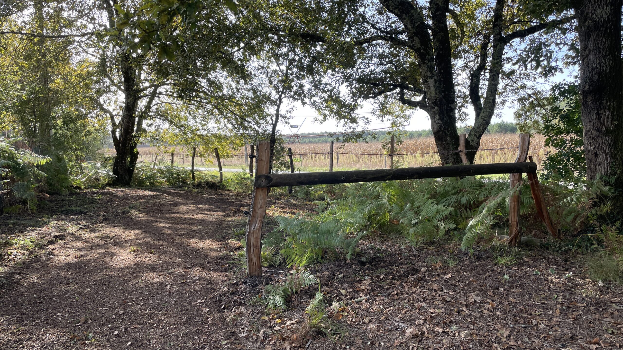 paddock-petitcaoule-piscine-chevaux-maison-location-landes-maison à louer-accueil chevaux-maison à louer avec piscine