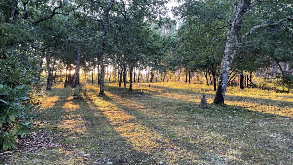 chêneraie-petitcaoule-piscine-chevaux-maison-location-landes-maison à louer-accueil chevaux-maison à louer avec piscine